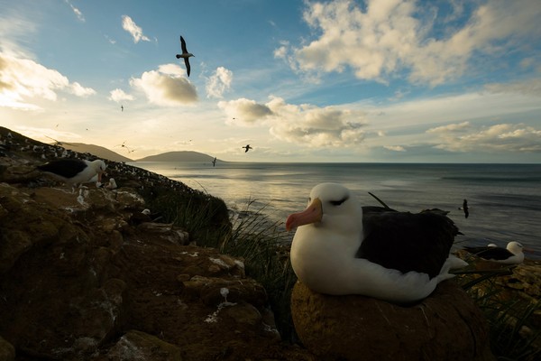 ▲英國福克蘭群島（Falkland Islands）上的黑眉信天翁。（圖／達志影像／美聯社）