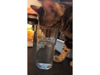 ▲豹貓被自己的尿臭到ㄎㄧㄤ掉。（圖／臉書粉專「Bengal Cafe' 斑果咖啡 附設貓咪寄宿旅館」授權提供）