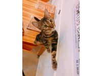 ▲豹貓被自己的尿臭到ㄎㄧㄤ掉。（圖／臉書粉專「Bengal Cafe' 斑果咖啡 附設貓咪寄宿旅館」授權提供）