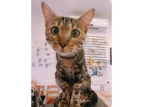 ▲豹貓被自己的尿臭到ㄎㄧㄤ掉。（圖／臉書粉專「Bengal Cafe' 斑果咖啡 附設貓咪寄宿旅館」授權提供）