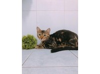 ▲豹貓被自己的尿臭到ㄎㄧㄤ掉。（圖／臉書粉專「Bengal Cafe' 斑果咖啡 附設貓咪寄宿旅館」授權提供）