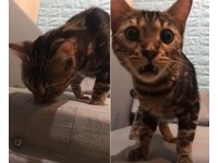▲豹貓被自己的尿臭到ㄎㄧㄤ掉。（圖／臉書粉專「Bengal Cafe' 斑果咖啡 附設貓咪寄宿旅館」授權提供）