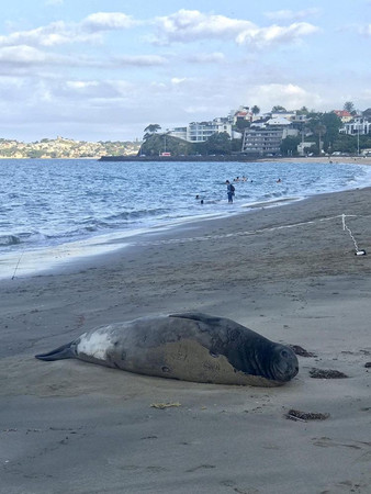▲▼紐西蘭南島有6頭小海豹遭人惡意斬首。（圖／路透）