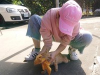 ▲▼連3血光！地獄倒霉貓流浪險被「牠」叼走　網：這機率？（圖／網友阿哲提供，請勿隨意翻拍，以免侵權。）