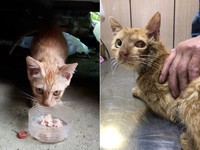 ▲▼連3血光！地獄倒霉貓流浪險被「牠」叼走　網：這機率？（圖／網友阿哲提供，請勿隨意翻拍，以免侵權。）