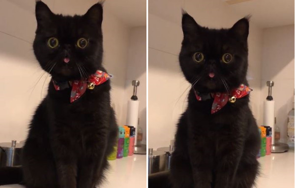 夢幻黑貓吐舌定格。(圖/有點毛毛的/飼主林子絹提供)