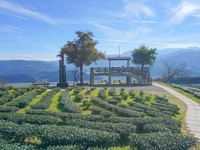 茶園內可以遠眺山丘