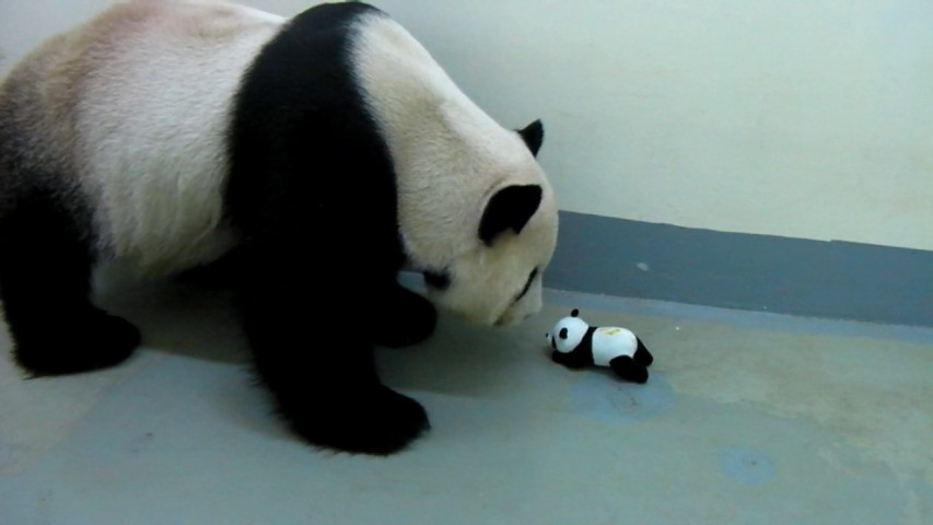 團團和假圓仔。（圖／台北市立動物園提供）