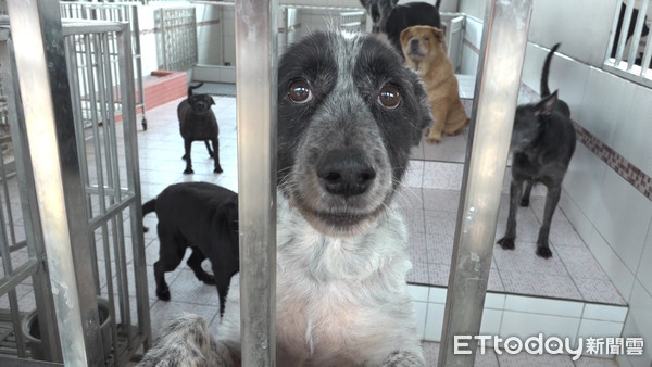 ▲高雄市關懷流浪動物協會,流浪狗,浪浪,流浪動物。（圖／記者謝婷婷攝）