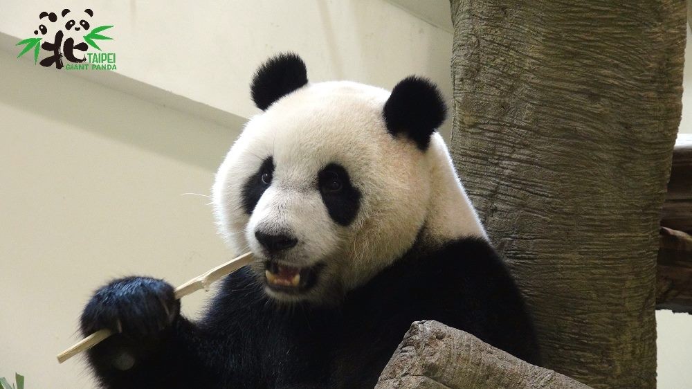 圓圓啃竹桿。（圖／台北市立動物園提供）