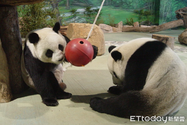 團團圓圓。（圖／台北市立動物園提供）