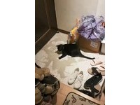 ▲喵喵自製沙灘玩超嗨。（圖／網友Roy Huang授權提供）