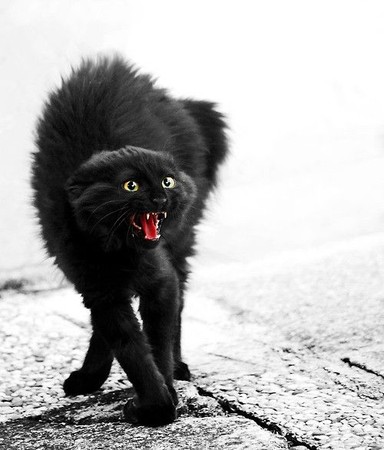 ▲貓咪生氣的徵兆。(圖/毛起來提供)