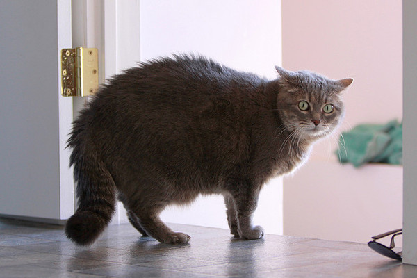 ▲貓咪生氣的徵兆。(圖/毛起來提供)