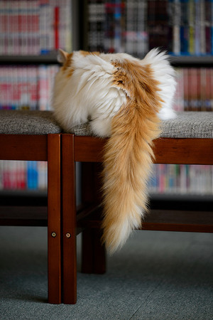 ▲貓咪生氣的徵兆。(圖/毛起來提供)