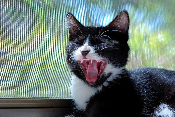 ▲貓咪生氣的徵兆。(圖/毛起來提供)