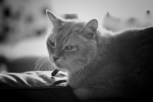 ▲貓咪生氣的徵兆。(圖/毛起來提供)