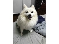 ▲狐狸犬聽到「里長」秒轉頭。（圖／網友Nikky Hsaio授權提供」）