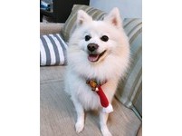 ▲狐狸犬聽到「里長」秒轉頭。（圖／網友Nikky Hsaio授權提供」）
