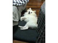 ▲狐狸犬聽到「里長」秒轉頭。（圖／網友Nikky Hsaio授權提供」）