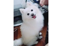 ▲狐狸犬聽到「里長」秒轉頭。（圖／網友Nikky Hsaio授權提供」）