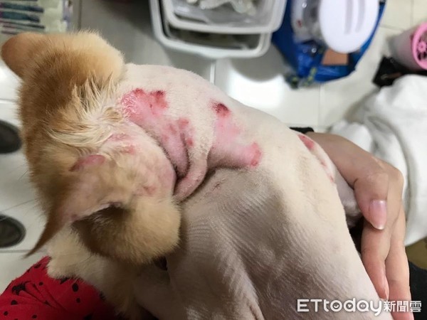 ▲愛媽家門遭丟紙箱打開2隻病貓 「我沒辦法繼續養,麻煩幫找家」。(圖/愛媽邱芷均提供)