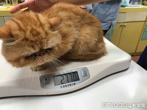 ▲愛媽家門遭丟紙箱打開2隻病貓 「我沒辦法繼續養,麻煩幫找家」。(圖/愛媽邱芷均提供)