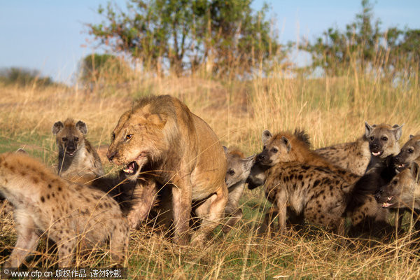 不要以為鬣狗是相對弱勢，其實牠們會搶獅子的食物。（圖／CFP）