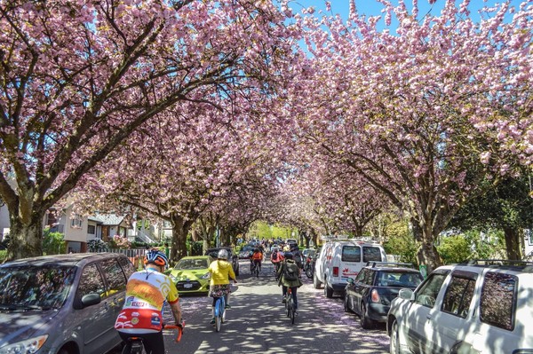 ▲▼溫哥華每年四月櫻花盛開，吸引許多旅客前往賞櫻，是近年最流行的賞櫻勝地。（圖／加拿大航空提供）