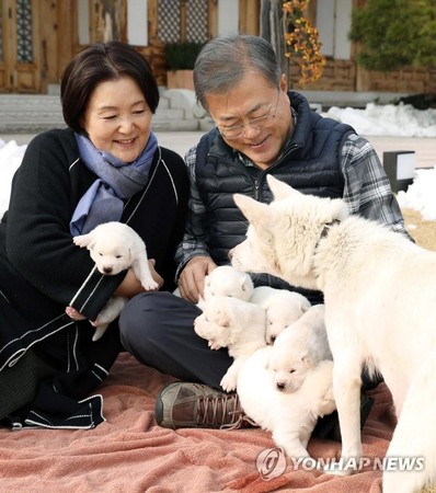▲韓國青瓦台官方推特公布了6隻小豐山犬的近況。(圖／青瓦台推特)