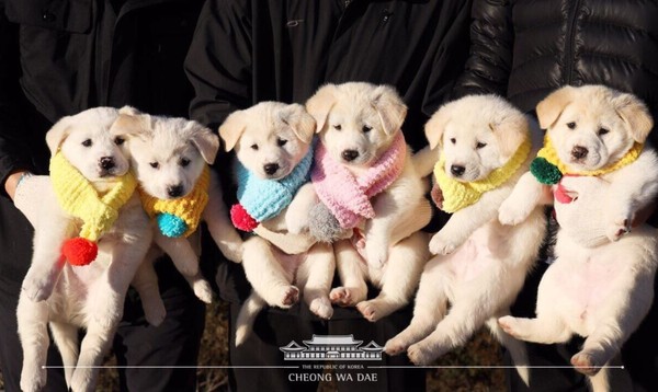 ▲韓國青瓦台官方推特公布了6隻小豐山犬的近況。(圖／青瓦台推特)