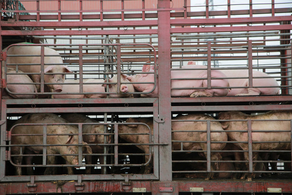 ▲豬隻們在東莞屠房外的貨車上,非洲豬瘟。（圖／路透社）