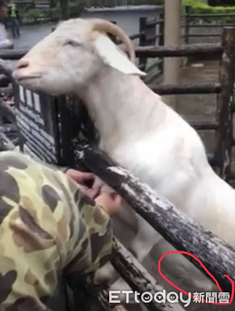 ▲▼ 吃草被搔肚...羊咩咩突然壞掉「爽歪瞇眼」 網笑:好像小狗。(圖/有點毛毛的/網友詹嘉惠提供)