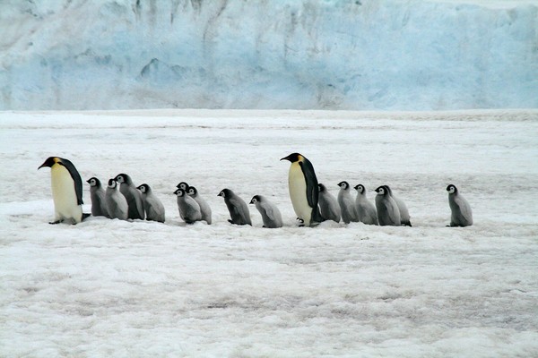 ▲▼ 企鵝,南極,南極洲。（圖／免費圖庫pixabay）