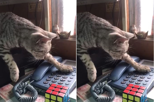 貓咪接線員30秒「維持同姿勢」。（圖／飼主謝小怡提供，請勿隨意翻拍，以免侵權。）