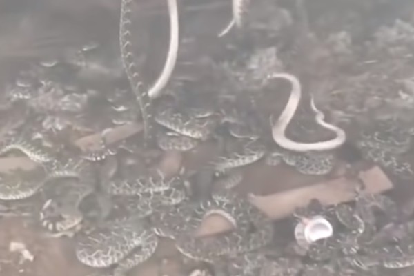 ▲▼德州男發現自家農場內有大量響尾蛇。（圖／翻攝自臉書／Bobby-Jessica Cowan）