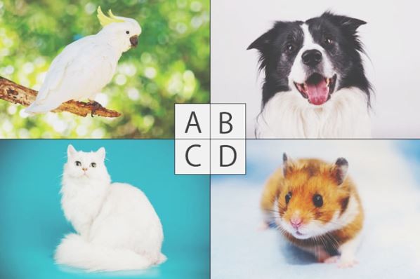 ▲從你選擇的動物看2019年需要做的改變。(圖/翻攝自日本網站《Uranaitv》)