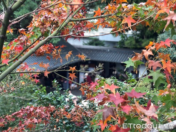 ▲▼前往湯屋小徑上的楓紅已變色。（圖／記者陳建竹攝）