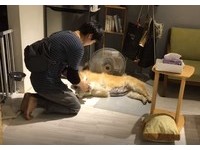 寶莉自動在電風扇前側躺方便爸爸幫忙擦腳。