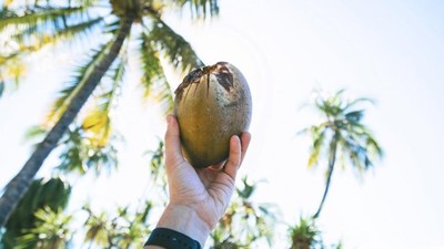 能防失智？椰子油的洗腦行銷與真相　醫學院教授：勿忘斯里蘭卡