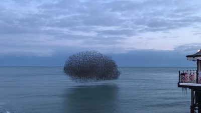 「神秘黑影」不規則飛舞　英國海岸特殊奇景　本體令人出乎意料