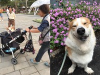 ▲受虐柯基被拾獲後，阿嬤直接當金孫疼，不得不收編。（圖／臉書粉專「Pocky Mao 科基犬日誌」授權提供）