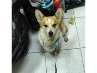 ▲受虐柯基被拾獲後，阿嬤直接當金孫疼，不得不收編。（圖／臉書粉專「Pocky Mao 科基犬日誌」授權提供）