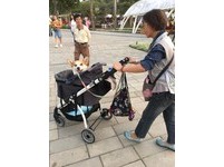 ▲受虐柯基被拾獲後，阿嬤直接當金孫疼，不得不收編。（圖／臉書粉專「Pocky Mao 科基犬日誌」授權提供）