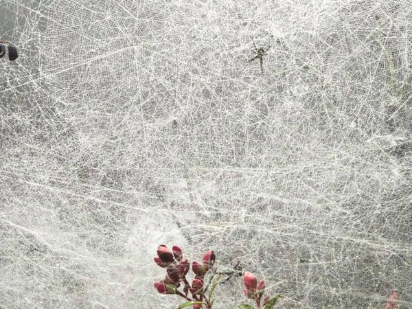 ▲苗栗仙山「漫天蜘蛛網」激似夢幻雪景　網推爆...他曝：本尊其實超小。（圖／翻攝自爆廢公社）