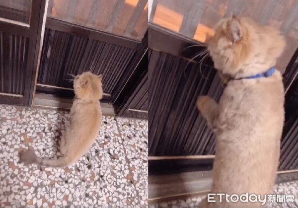 ▲主子凌晨趴門口說「一長串外星語」!媽媽嚇歪:遇到鬼了嗎?(圖/網友孫培芳提供,請勿隨意翻拍,以免侵權。)