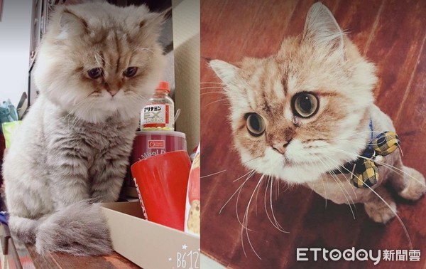 ▲主子凌晨趴門口說「一長串外星語」!媽媽嚇歪:遇到鬼了嗎?(圖/網友孫培芳提供,請勿隨意翻拍,以免侵權。)