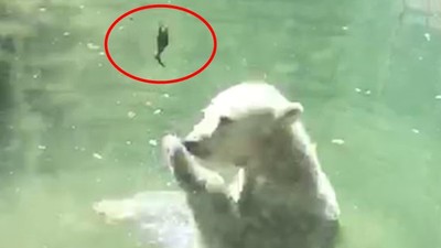 北極熊「拋飛死鳥」想讓牠復活！神奇搶救行為被遊客全錄下