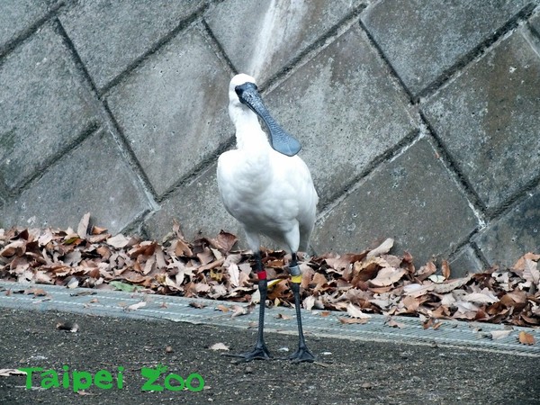 ▲救傷黑琵（Happy）後代返臺定居。（圖／日本多摩動物公園提供）