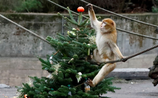 ▲▼動物園動物喜收聖誕樹。（圖／路透）